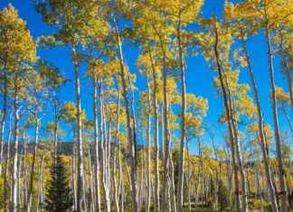 Pando: The World’s Largest Tree and Heaviest Living Organism – A Complete Guide news-08112024-163300