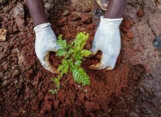 Empowering African Communities to Take Control of Climate Adaptation Plans news-08112024-223425