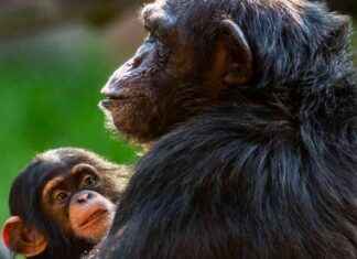 Evolutionary Study Suggests Humans’ Big Brains Not Cause of Difficult Childbirth news-08112024-223938