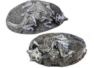 Uncovering the Surprising Truth About China’s Cretaceous ‘Pompeii’ news-09112024-044119