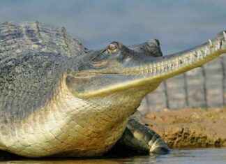 Gharial: Unique Mating Behavior of the Prehistoric Crocodilian news-09112024-164256