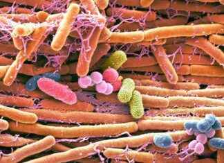 Leading the Global Fight Against Superbugs: Why the U.S. Must Take Charge news-14112024-225228