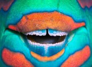 Interesting Facts About Animal Teeth: A Comprehensive Guide news-16112024-003733