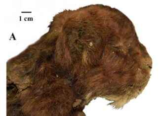 Ancient Saber-Toothed Kitten Found in Siberian Permafrost: Preserved Whiskers Unearthed news-16112024-003931