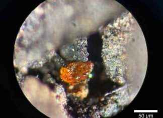 Antarctica’s First Amber Fossil Reveals Dinosaur-era Rainforest at South Pole news-16112024-004000