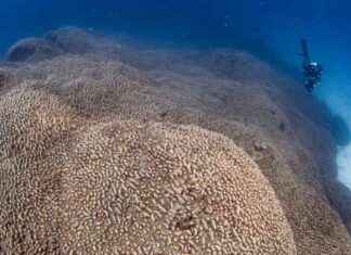 Giant Coral Reef Discovered Off Solomon Islands: Visible from Space! news-16112024-064153