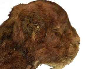 Frozen Sabre-Toothed Kitten Unveils Differences from Modern Lion Cub news-16112024-123918