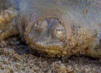 Cantor’s Giant Softshell Turtle: The Motionless Frog-Faced Predator news-16112024-184418