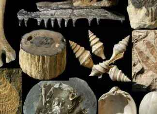 FRED: The Ultimate Fossil Database – Everything You Need to Know news-16112024-184446