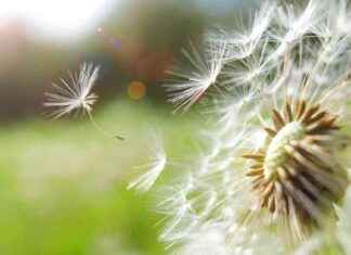 Origin of the First Seeds: A Historical Exploration news-16112024-184507