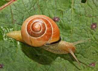 How Climate Change is Impacting Animals’ Coloration and Adaptation news-18112024-185832