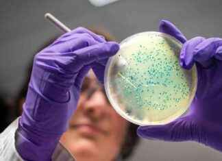 Salmonella Bacteria May Aid in Fighting Bowel Cancer, Study Finds news-19112024-070016