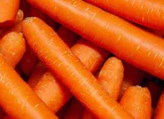 E. coli Outbreak Linked to Organic Carrots: 39 Sickened, 15 Hospitalized news-20112024-010858