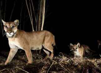 Mountain Lions in Los Angeles Shifting to Nocturnal Behavior to Evade Humans news-20112024-010945