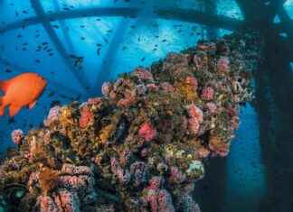 Repurposing Offshore Oil Rigs: Transforming into Artificial Reefs news-20112024-071543