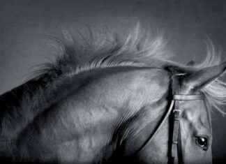 Revisiting the History of Horse Domestication: A New Perspective news-20112024-131832