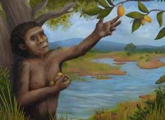 Revealing Insights from Lucy’s Last Day: Uncovering the Final Hours of Our Ancient Ancestor news-21112024-113607