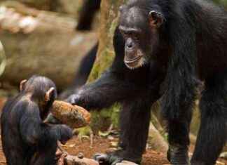 Chimpanzees Collaborate to Drive Innovation in Knowledge Sharing news-21112024-233703