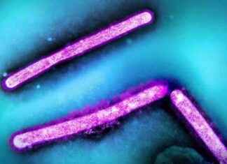 Experts Concerned as Bird Flu Infects Two Young People: What You Need to Know news-21112024-233724