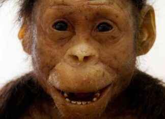 Exploring Famous Fossils of Human Relatives: From ‘Lucy’ to the ‘Hobbits’ news-27112024-050110