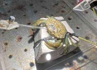 Rethinking Shellfish Cooking: Scientists Discover Crabs Feel Pain news-27112024-230241