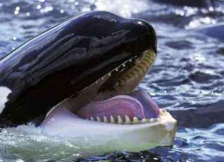 Test Your Knowledge with This Orca Quiz: Sink or Swim Challenge! news-28112024-051315