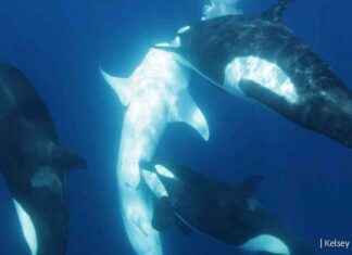 Orca Gang’s Brutal Hunting Strategy Against World’s Largest Shark: A Fascinating Behavior news-29112024-113103