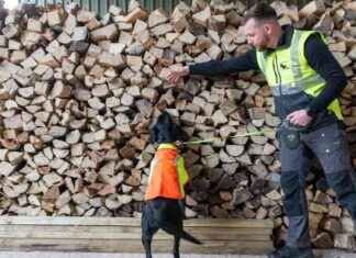 Detective Dog Identifies Tree Disease in UK: A Breakthrough Detection news-30112024-053442