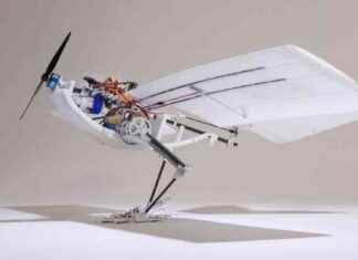 Adorable Birdlike Robot Demonstrates Revolutionary Drone Takeoff Technology adorable-birdlike-robot-demonstrates-revolutionary-drone-takeoff-technology