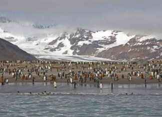 Antarctic Wildlife Survival Amid Deadly Bird Flu Season: What to Expect antarctic-wildlife-survival-amid-deadly-bird-flu-season-what-to-expect