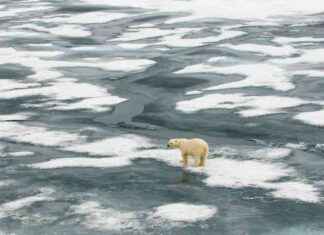 Arctic Ice-Free Predicted Within Years: What Does This Mean? arctic-ce-free-predicted-within-years-what-does-this-mean