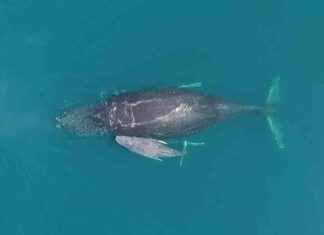 Baby Humpback Whales Communicate with Burps and Barks to Signal Hunger baby-humpback-whales-communicate-with-burps-and-barks-to-signal-hunger