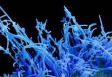 bird-flu-virus-potential-mutation-threat-to-human-cells