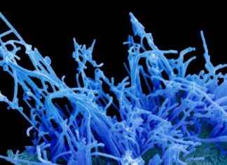 Bird Flu Virus: Potential Mutation Threat to Human Cells bird-flu-virus-potential-mutation-threat-to-human-cells