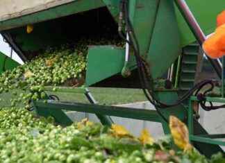 Brussels Sprouts Expected to Increase in Size by 25% brussels-sprouts-expected-to-ncrease-in-size-by-25