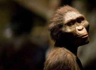 Early Human Ancestors Were Capable of Jogging but Not Over Long Distances early-human-ancestors-were-capable-of-jogging-but-not-over-long-distances