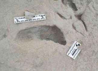 Early Human Species Crossed Paths: Fossil Footprints Evidence early-human-species-crossed-paths-fossil-footprints-evidence