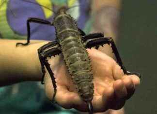 Evolution of Stick Insects: Why Do They Look Like Sticks? evolution-of-stick-nsects-why-do-they-look-like-sticks