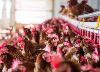 First Case of Severe Bird Flu Confirmed in U.S. by CDC: H5N1 Update first-case-of-severe-bird-flu-confirmed-in-us-by-cdc-h5n1-update