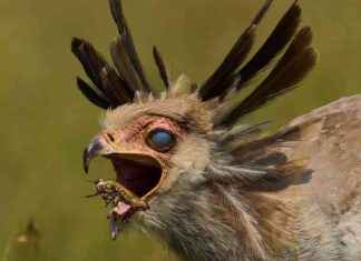 Giant Bird’s Dramatic Eyelid Moment: Snatching Locust in Mid-Air giant-birds-dramatic-eyelid-moment-snatching-locust-in-mid-air