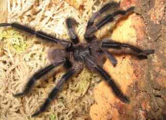 Giant Hairy Tarantula: Exploring the Monster Among Mini Tarantulas giant-hairy-tarantula-exploring-the-monster-among-mini-tarantulas