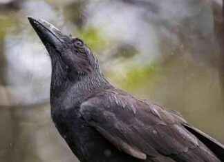 Hawaiian Crows: Returning to the Wild as Guides to Lost Souls hawaiian-crows-returning-to-the-wild-as-guides-to-lost-souls