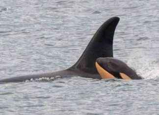 Killer Whale Tahlequah Gives Birth Again After Displaying Grief, Experts Concerned killer-whale-tahlequah-gives-birth-again-after-displaying-grief-experts-concerned