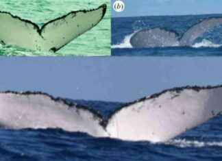 Male Humpback Whale Sets Distance Record Crossing 3 Oceans for Mating male-humpback-whale-sets-distance-record-crossing-3-oceans-for-mating