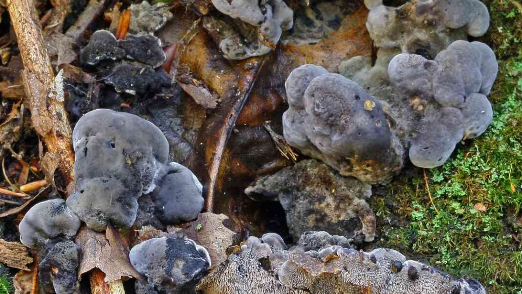 new-species-named-by-royal-botanic-gardens-in-2024-toothy-toadstools-and-ghost-palms