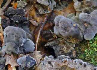 New Species Named by Royal Botanic Gardens in 2024: Toothy Toadstools and Ghost Palms new-species-named-by-royal-botanic-gardens-in-2024-toothy-toadstools-and-ghost-palms