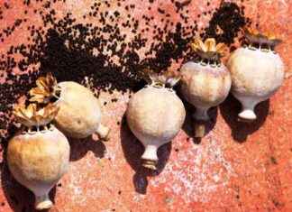 Understanding the Effects of Poppy Seeds on the Body: Can They Cause a High? news-02122024-093728