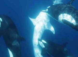 Orca Pod Uses Innovative Strategy to Hunt Earth’s Biggest Fish news-02122024-154444