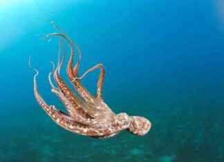 Octopuses Intelligence: Implications for Sustainable Farming octopuses-ntelligence-mplications-for-sustainable-farming