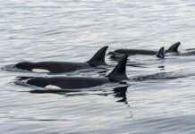 orcas-fashion-trend-dead-salmon-hats-making-a-comeback